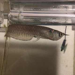 ワイルドシルバーアロワナ