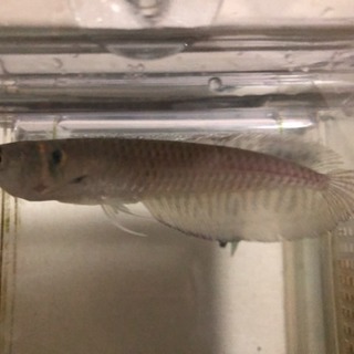 ワイルドシルバーアロワナの画像