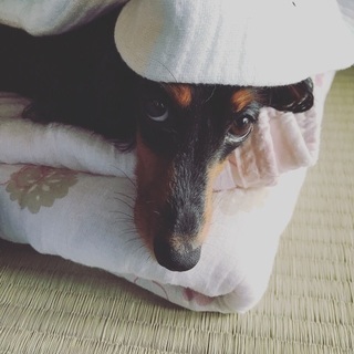 カニヘンダックスフンド7歳