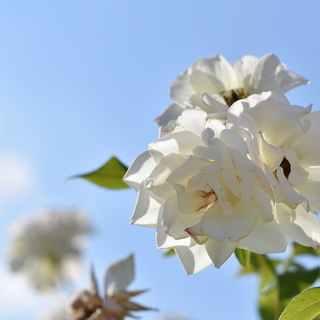 3月29日にダンボ観にいきませんか？