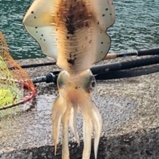 チヌ 夜釣り 行きませんか？