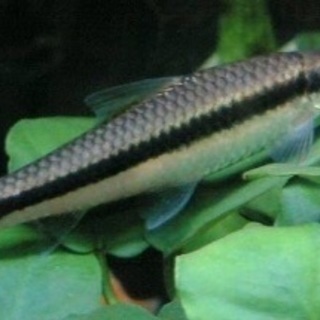 熱帯魚・グッピー等5匹の画像