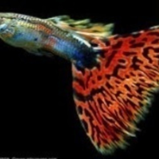 熱帯魚・グッピー等5匹