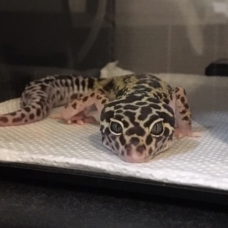 ◆一時停止◆ヒョウモントカゲモドキ(レオパ)