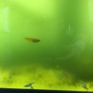 めだかえさ もぐもぐの画像
