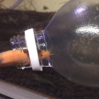 めだか もぐもぐ の画像