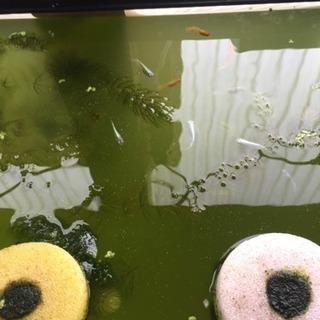 めだかエサ  もぐもぐ