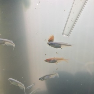 めだかエサ  もぐもぐの画像