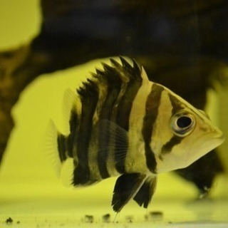 ダトニオプラスワン 5〜6cm