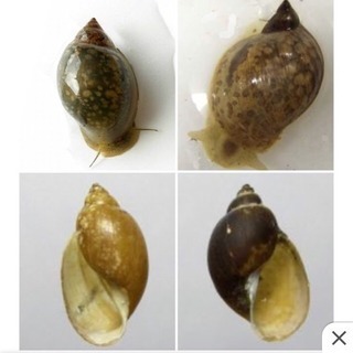 スネール サカマキガイ モノアラガイ 貝の画像