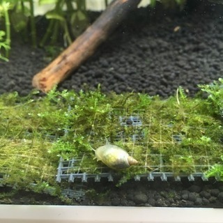 スネール サカマキガイ モノアラガイ 貝の画像
