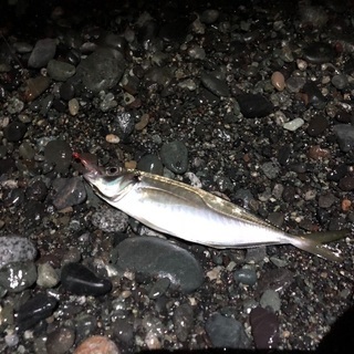 釣友募集