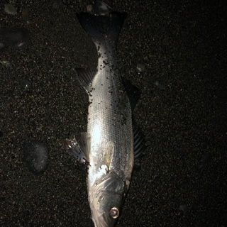釣友募集 - その他