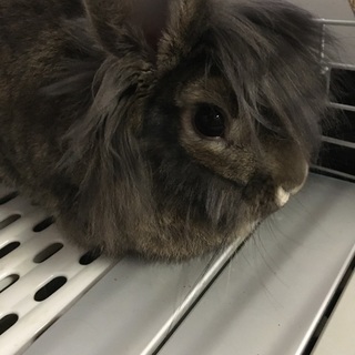 ウサギの里親募集中です！！