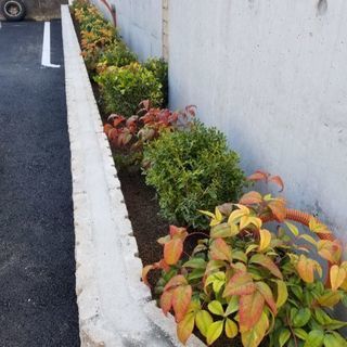 高知県内出張　植木屋です。東から西へお伺い致します。剪定、草刈り、お庭に関する事ご相談ください。年中無休にて見積りお伺い致します。遠方の方もお気軽にご相談ください。お庭お手入れ千樹園は年間200件の作業実績あります！TEL08056636000迄 - 家事代行