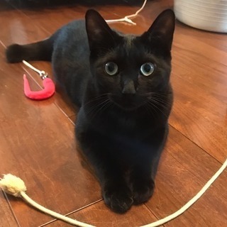 黒猫の男の子☆1才