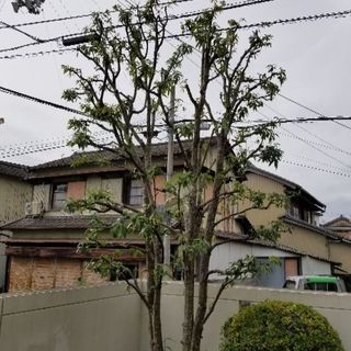 高知県内出張　植木屋です。東から西へお伺い致します。剪定、草刈り、お庭に関する事ご相談ください。年中無休にて見積りお伺い致します。遠方の方もお気軽にご相談ください。お庭お手入れ千樹園は年間200件の作業実績あります！TEL08056636000迄 − 高知県