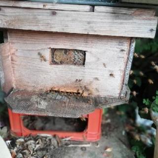 西洋蜜蜂巣箱７枚単箱×2　沖縄モデル 西洋ミツバチ用飼育箱 ミツバチ 飼育 巣箱 養蜂 ハチミツ 蜂蜜
