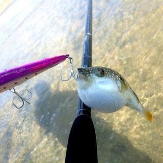 ゆる～いお散歩釣りサークル in 東京 募集停止