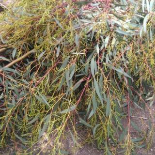 ユーカリの枝葉0円の画像