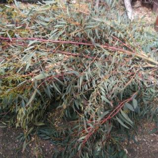 ユーカリの枝葉0円の画像