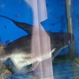 ショートボディ パールン