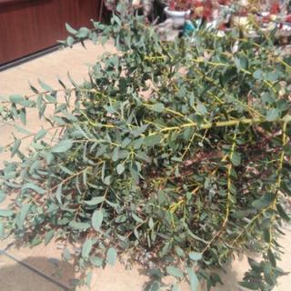 ユーカリの枝葉0円の画像