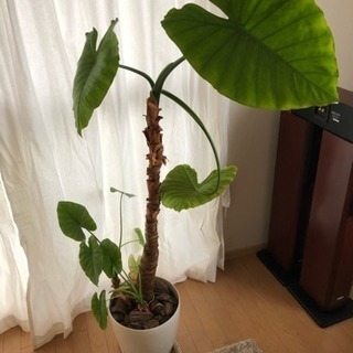 観葉植物 クワズイモ 160センチ程度