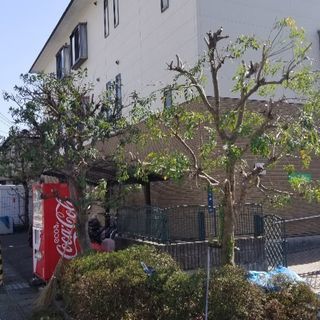 高知市で剪定、伐採、草刈り他ご相談ください。香南市、南国市、土佐...
