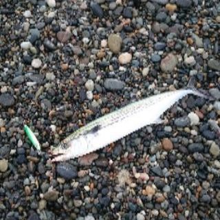 海釣り行きませんか？　フィッシング　長野　新潟　上越　糸魚川 - 長野市