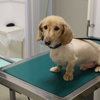 クリーム色のダックス男の子　保険所に連れて行くというのです。 - 犬