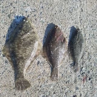 投げ釣り仲間募集