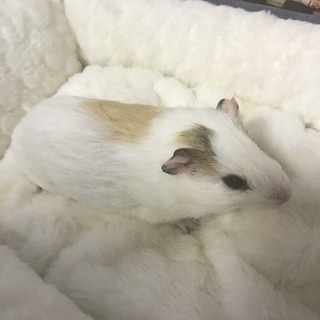 モルモット里親募集