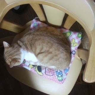 茶トラ