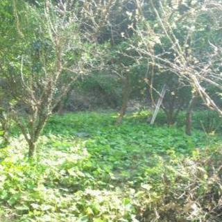 商談中です。高知市春野町秋山　山林