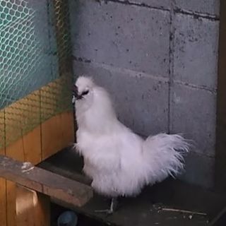 白烏骨鶏の雄2羽　生後8カ月と６カ月