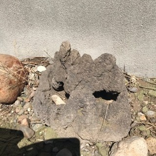 石 庭石
