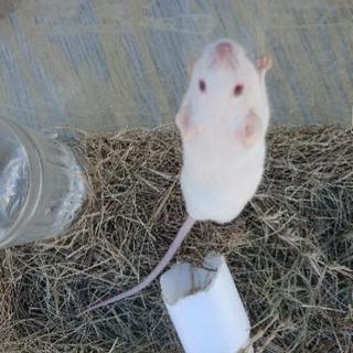 白　ハツカネズミ　マウス