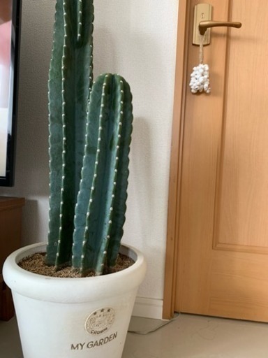 柱サボテン