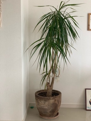 観葉植物