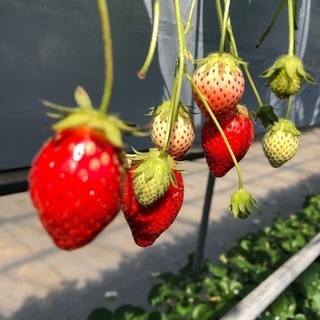 一緒に恋活🍓 - 高崎市