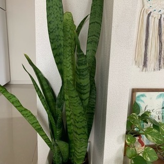 観葉植物いろいろ★の画像