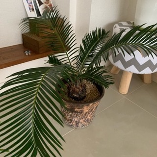 観葉植物いろいろ★の画像