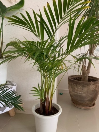 観葉植物いろいろ★