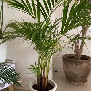 観葉植物いろいろ★