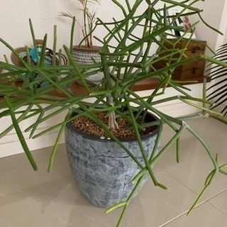 観葉植物いろいろ★の画像