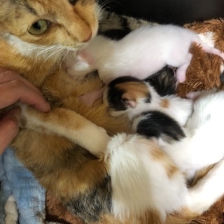 先週生まれたばかりです。