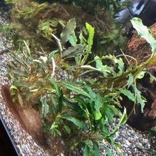 ブセ付き石値下げ(熱帯魚水槽)生体