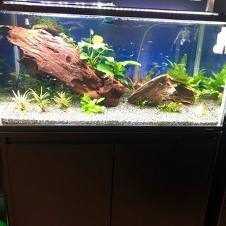 特大流木(熱帯魚水槽)生体
