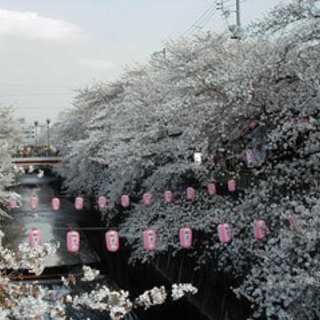 石神井川と飛鳥山公園のお花見🌸お散歩